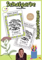 Vorschau - Mal- und Bastelvorlagen - Ausmalbilder Schafgarbe | Achillea millefolium - Deckblatt