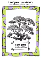Vorschau - Mal- und Bastelvorlagen - Ausmalbilder Schafgarbe | Achillea millefolium - Seite 1