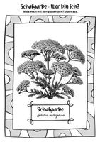 Vorschau - Mal- und Bastelvorlagen - Ausmalbilder Schafgarbe | Achillea millefolium - Seite 2