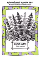 Vorschau - Mal- und Bastelvorlagen - Ausmalblätter Wiesen - Salbei | Salvia pratensis - Seite 2