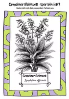 Vorschau - Mal- und Bastelvorlagen - Ausmalbilder Gemeiner Beinwell | Symphytum officinale - Seite 1
