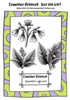Vorschau - Mal- und Bastelvorlagen - Ausmalbilder Gemeiner Beinwell | Symphytum officinale - Seite 2