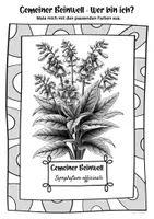 Vorschau - Mal- und Bastelvorlagen - Ausmalbilder Gemeiner Beinwell | Symphytum officinale - Seite 3