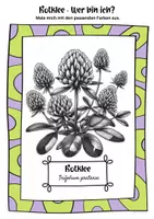 Vorschau - Mal- und Bastelvorlagen - Ausmalbilder Rotklee | Trifolium pratense - Seite 1