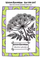 Vorschau - Mal- und Bastelvorlagen - Ausmalbilder Wiesen - Bärenklau | Heracleum sphondylium - Seite 3