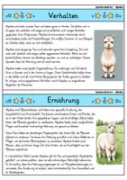 Vorschau - Bildkarten - Alpaka - Wissenskartei - Tiere - Seite 2