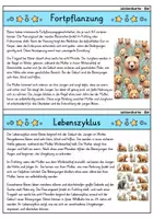 Vorschau - Bildkarten - Bär - Wissenskartei - Tiere - Seite 3