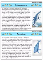 Vorschau - Bildkarten - Blauwal - Wissenskartei - Tiere - Seite 1