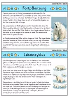 Vorschau - Bildkarten - Eisbär - Wissenskartei - Tiere - Seite 3
