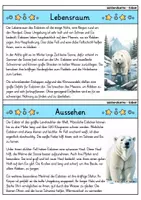 Vorschau - Bildkarten - Eisbär - Wissenskartei - Tiere - Seite 1