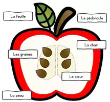 Aperçu - Fiches - L´intérieur d´une pomme - Page de couverture