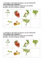 Vorschau - Arbeitsblätter - Erdbeere - Seite 1