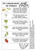 Vorschau - Arbeitsblätter - Erdbeere - Seite 2
