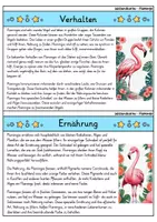 Vorschau - Bildkarten - Flamingo - Wissenskartei - Tiere - Seite 2