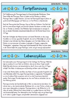 Vorschau - Bildkarten - Flamingo - Wissenskartei - Tiere - Seite 3