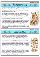 Vorschau - Bildkarten - Fuchs - Wissenskartei - Tiere - Seite 3