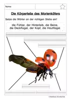 Vorschau - Arbeitsblätter - Wiese - Seite 2