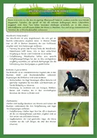Vorschau - Arbeitsblätter - Ökosystem Moor - Tiere im Moor und ihre Anpassung mit Lösung (Klasse 5 6 7 8) - Seite 1