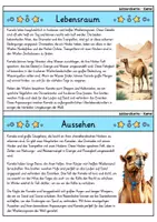 Vorschau - Bildkarten - Kamel - Wissenskartei - Tiere - Seite 1