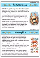 Vorschau - Bildkarten - Krebs - Wissenskartei - Tiere - Seite 3