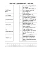 Vorschau - Arbeitsblätter - Materialpaket zum Sinnesorgan Auge - Seite 2