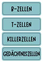 Vorschau - Poster - Immunsystem Tafelkarten mit Begriffen - Seite 2