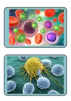 Vorschau - Präsentationen/Tafelbilder - Immunsystem Tafelkarten mit Bildern für Diskussion und Tafelbild - Seite 2