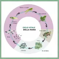 anteprima - Poster - CICLO VITALE DELLA RANA - POSTER 42X42 - Pagina 1