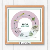 anteprima - Poster - Lifecycle of a Frog - POSTER / INGLESE. - Pagina di copertina