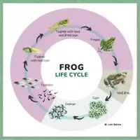 Aperçu - Affichage - Cycle de vie de la grenouille - Poster / Anglais. - Page de couverture