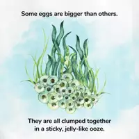 anteprima - Opere didattiche / Libri di testo - Lifecycle of a Frog - Story Book / Libro illustrato. - Pagina 3