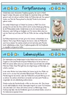 Vorschau - Bildkarten - Schaf - Wissenskartei - Tiere - Seite 3