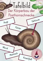 Vorschau - Präsentationen/Tafelbilder - Tafelbild: Der Körperbau der Posthornschnecke - Weichtier - Deckblatt