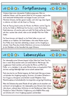 Vorschau - Bildkarten - Schwein - Wissenskartei - Tiere - Seite 3