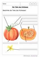 Vorschau - Arbeitsblätter - Der Kürbis im Sachunterricht - Seite 3