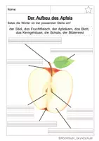 Vorschau - Arbeitsblätter - Der Apfel im Sachunterricht - Seite 1