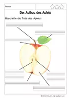 Vorschau - Arbeitsblätter - Der Apfel im Sachunterricht - Seite 3