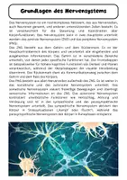 Vorschau - Arbeitsblätter - Organsysteme Materialpaket - Seite 2