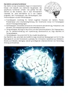 Vorschau - Arbeitsblätter - Nervensystem Grundlagen und Details: Texte, Merke-Text, Aufgaben - Seite 3