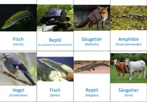 Vorschau - Spiele - Wirbeltiere - Wer bin ich - Seite 3