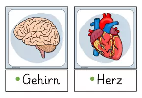 Vorschau - Stationenlernen - Organe - Wortspeicher, Legekreis, Infokartei und Steckbriefe - Seite 3