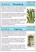 Vorschau - Bildkarten - Spargel - Wissenskartei - Gemüse - Seite 3