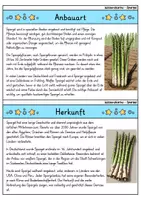 Vorschau - Bildkarten - Spargel - Wissenskartei - Gemüse - Seite 1
