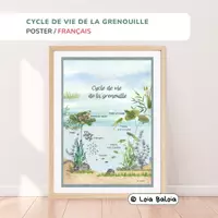 Aperçu - Affichage - Cycle de vie de la grenouille - Affiche éducative. - Page de couverture