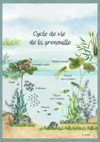 Aperçu - Affichage - Cycle de vie de la grenouille - Affiche éducative. - Page 1