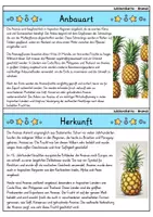 Vorschau - Arbeitsblätter - Ananas - Sparpaket | Wissenskartei, Lückentext, Quizkarten, POP Art Malvorlagen - Seite 2