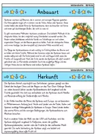 Vorschau - Bildkarten - Aprikose - Wissenskartei - Obst - Seite 1