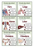 Vorschau - Spiele - Organe des Menschen - Errate das Wort-Spiel - Seite 1