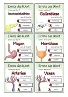 Vorschau - Spiele - Organe des Menschen - Errate das Wort-Spiel - Seite 2