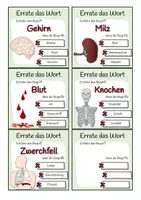 Vorschau - Spiele - Organe des Menschen - Errate das Wort-Spiel - Seite 3